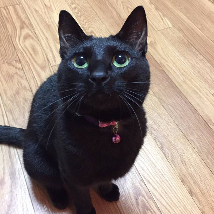 B4bb9833 fb64 4411 85a4 c767de239754