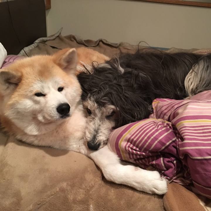 B4c2a1a2 197f 4b08 9b91 e0f54594e8d7