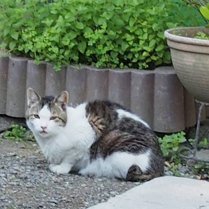 B4c4e36d 7c26 4a2d 810c 5f426c439ab6