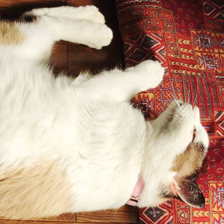 B4d822a0 de6a 4583 99d6 6680495a1dee