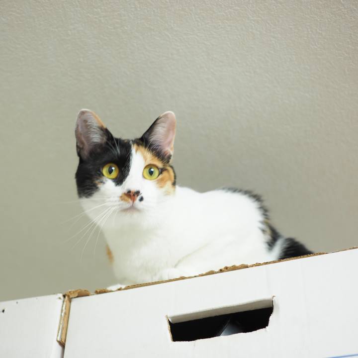 B4de2099 c260 44d0 8f5b a1f6880f54a5