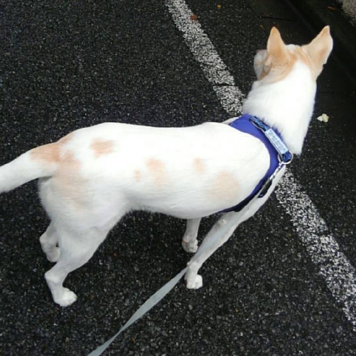 B4e26d44 66dd 4b95 ac15 0ab5e05f82d8