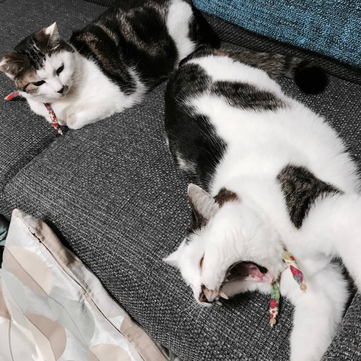 B4f1fb52 a987 434a 90f8 856baca15c76