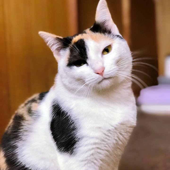 B4f64ce5 e5c4 41f6 867a d505db4a4df5