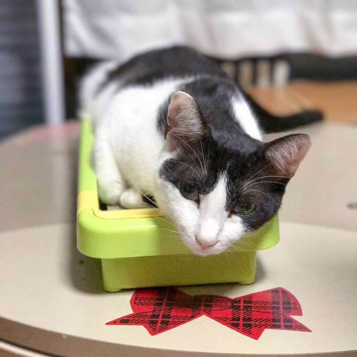 B52670ee 6210 4026 b855 74c70ec919b3