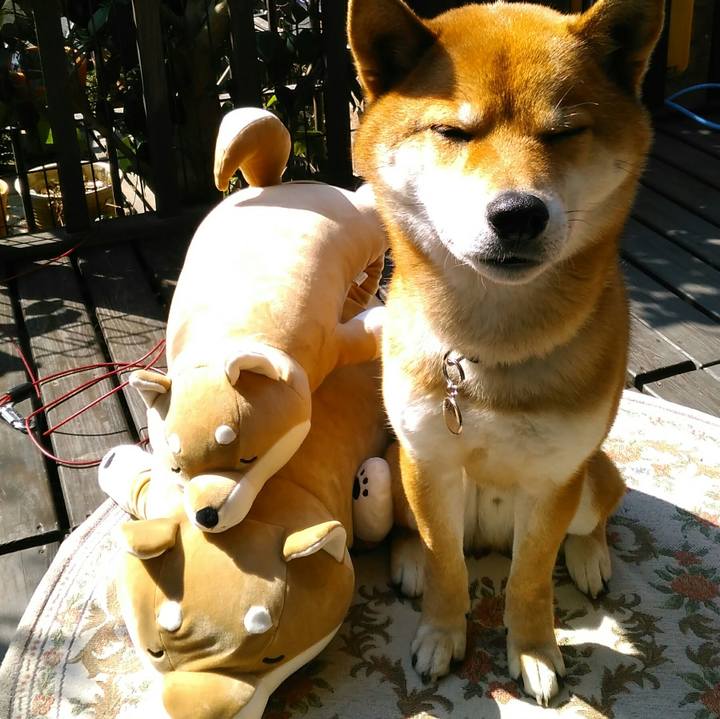 B55dc98e 40eb 44de 80c9 21779b534104