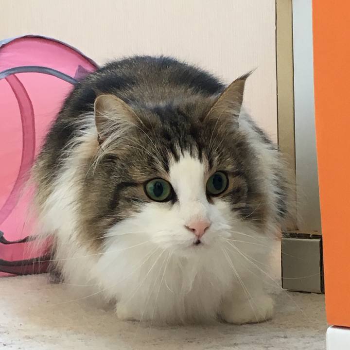 B58ea2c0 3453 4c4e 9a0f ecb3b64b8238