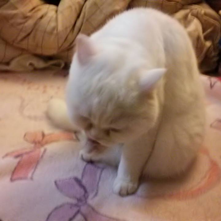 B58fecf5 c539 46ea 833b b2b361a9010f