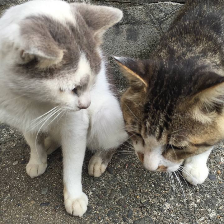 B5aaf838 fd2a 416a 8df5 73f07b621a02