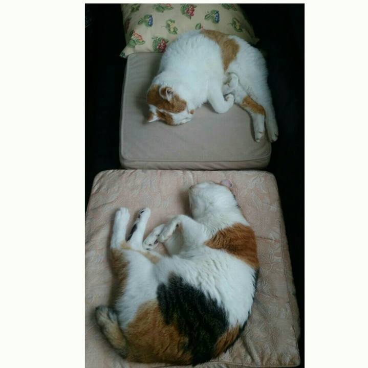 B5bf9339 5a11 4825 8f90 fc7c9969d3de