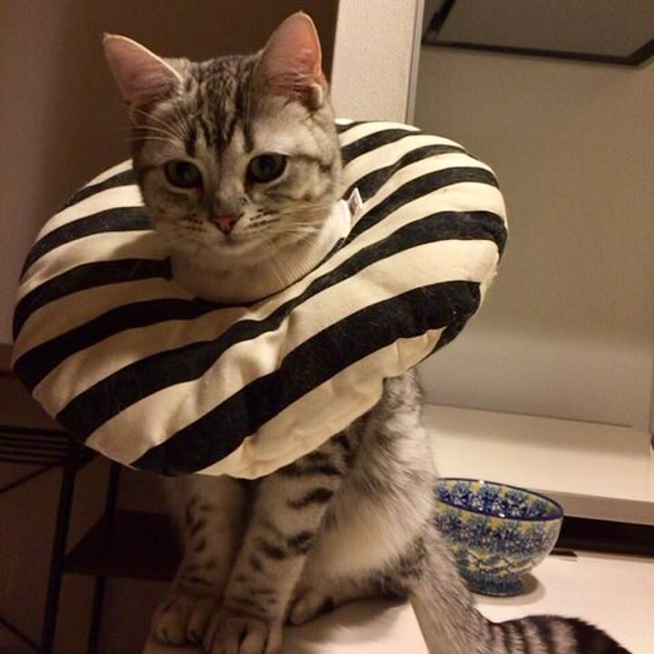 B5c11ea0 509f 4e2d aacc 9834866ba1a5