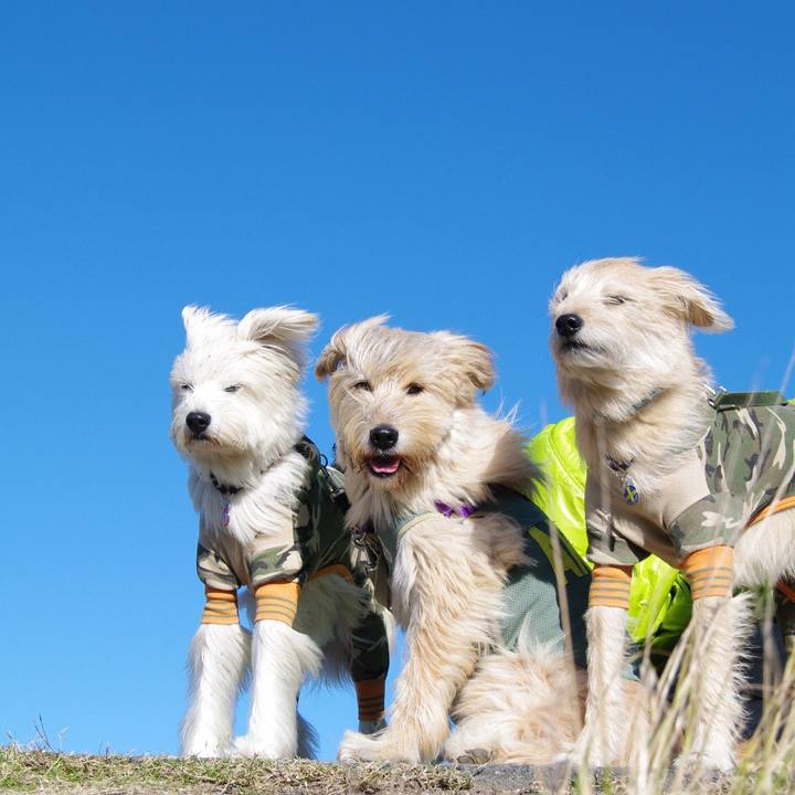 B5ce0e72 d08d 423f b3dc 0b26d859210d