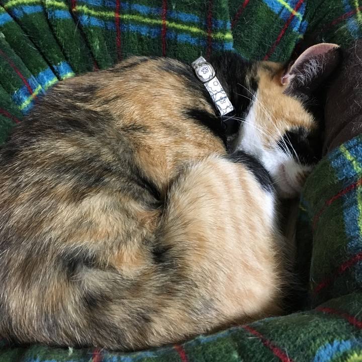 B5d4c994 ef17 4929 8a26 de30c3a981dc