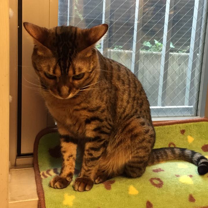 B60de721 528e 4c32 b1cf ed4d0964d0c7