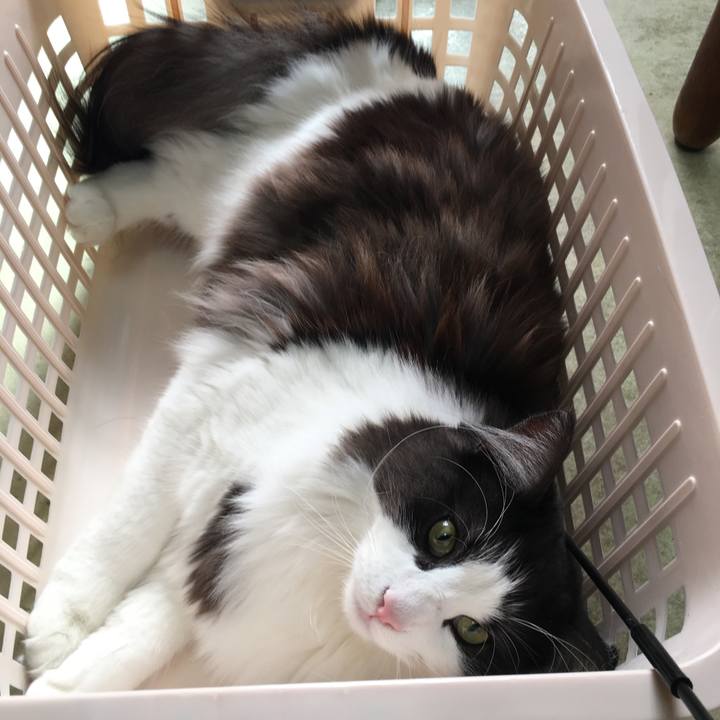 B649bcad fb0c 463b a5f4 4c773498304c