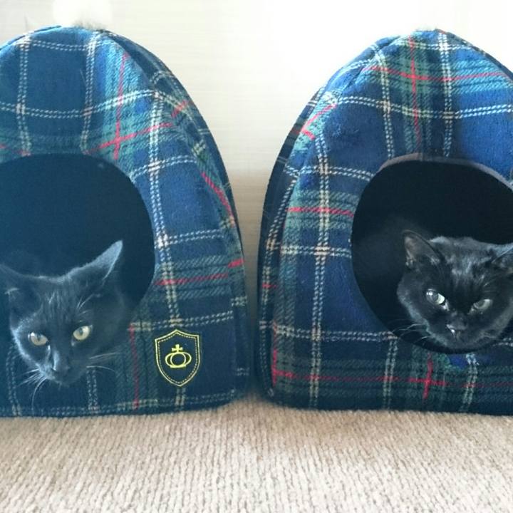 B654aed2 5244 4295 97b9 bc122c68aa3a