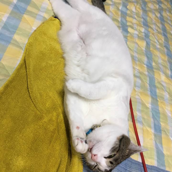 B65a12c4 632a 4140 8cce d320e0ecc78e