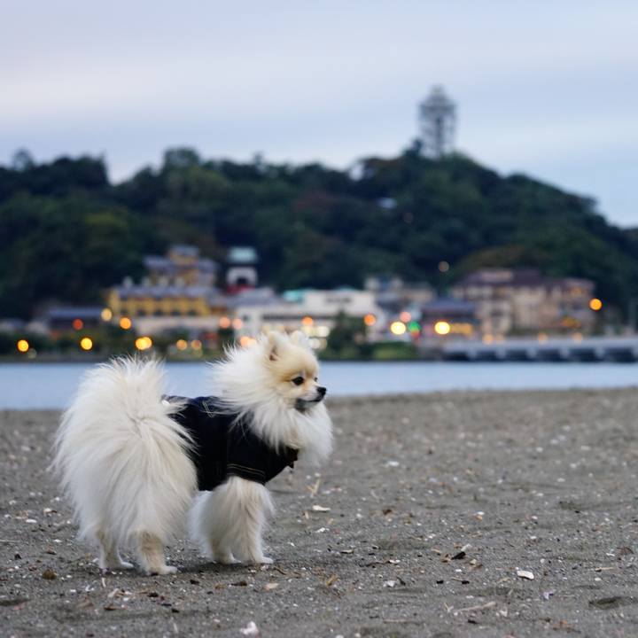 B66b81dd e615 44bf b8ae ed046ca48ad0