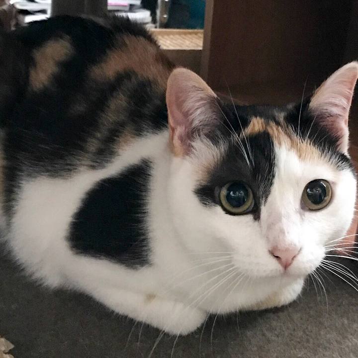 B66b89c7 6b0e 438e af53 346ab5a93da6