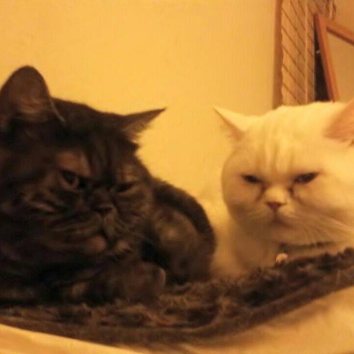 B68c7c0a 2e1b 48bb 8598 012e43c7cdf0