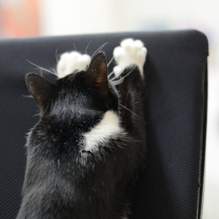 B6b4690d 7447 431e a482 a42644770c47