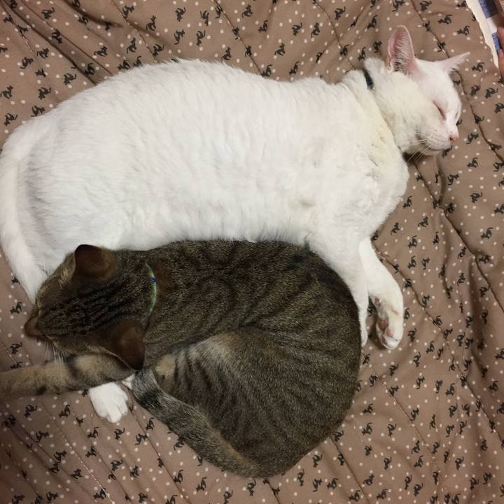 B6ccce2e 93c4 4b27 a2da a968a304235b