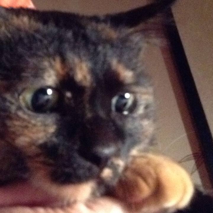 B6ce8599 5b92 403b ab2e a4857dbe22bc