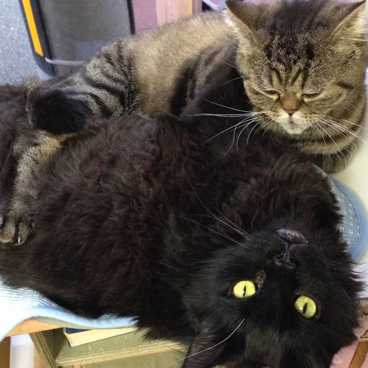 B6fc45f9 08f7 47c3 a2da 53eada3762ff