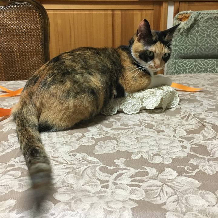 B7163677 df4c 446e bc93 c772cf05bc37