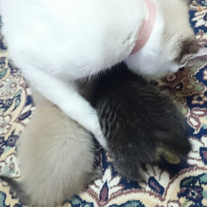 B734ebf0 b225 4bcb b343 d4c4ae73aa31