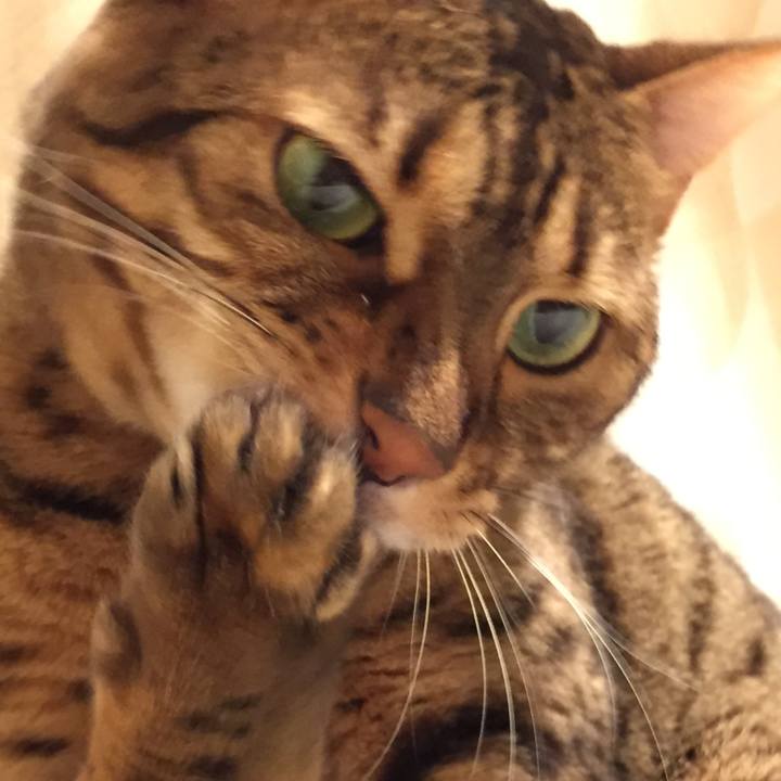 B740c39d 2b40 4b03 93e4 ec708a5c72fe