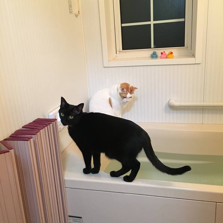 B74bd5d4 67fa 43b3 a5b5 9c6abeb07726