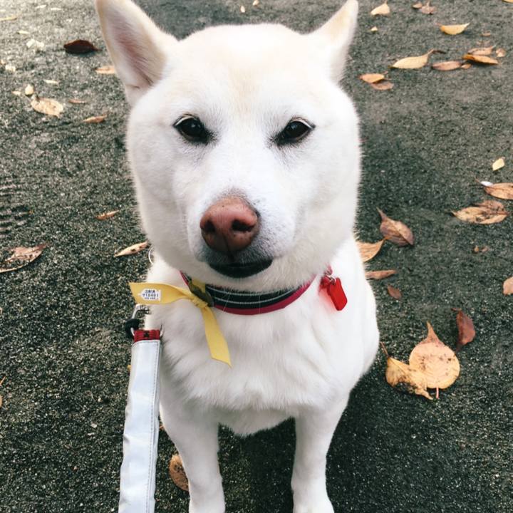 B7854931 cc1c 4f17 81e8 52624fa76a32