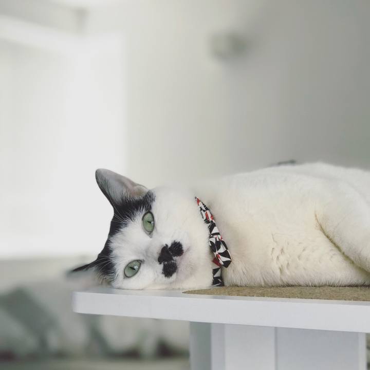 B7c6bae8 e290 4288 b5a6 c4d73807e71e