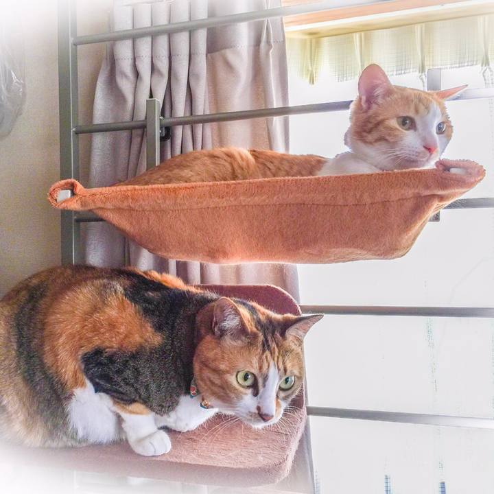 B7cc4abb f07f 4abe aba8 6a9281b7eb67