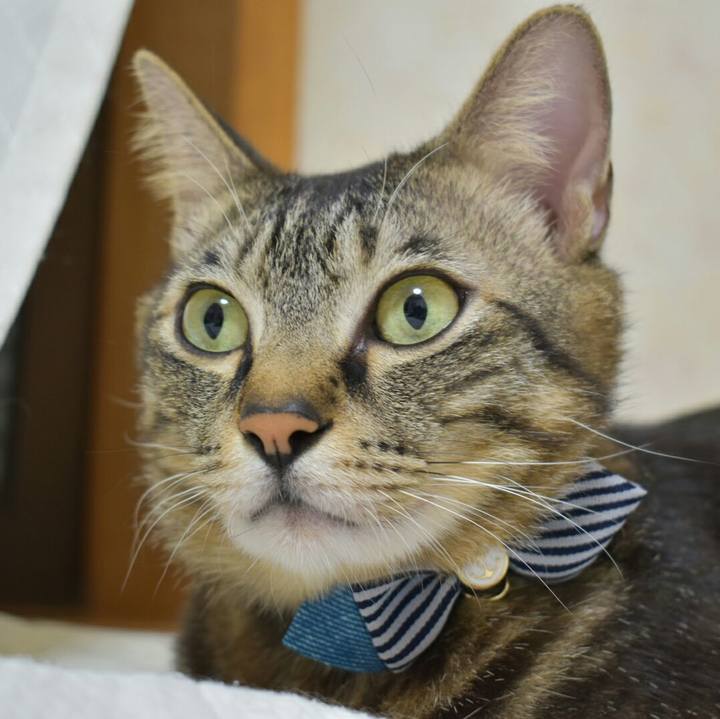 B7d54aa7 2470 437f 9ead 14b86b611441