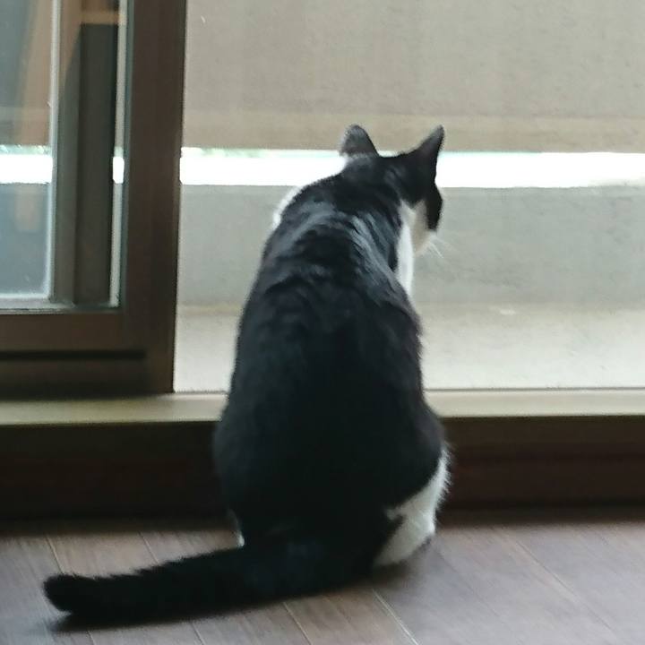 B825ab8a a492 4c4a b5e2 9850cf17530f