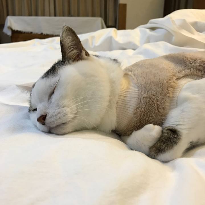 B825c4cc f904 4c4d 86c4 7f5fa8d614ec