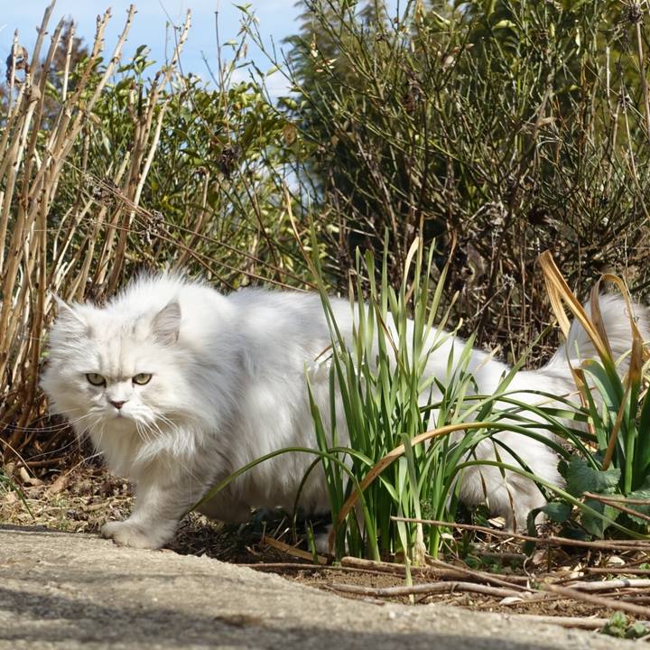 B82a0a3a 4f30 4cf3 b84d fc408a3883fe