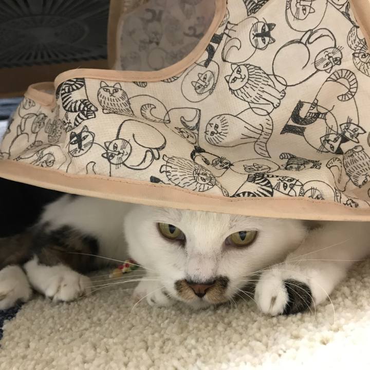 B82ebfb4 6703 48f3 8b6e 83880d1675c4