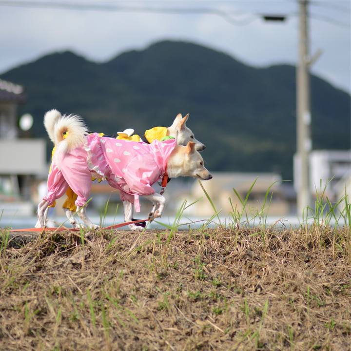 B84d5e12 6ed0 4afd bfb0 7925f4f29bc6