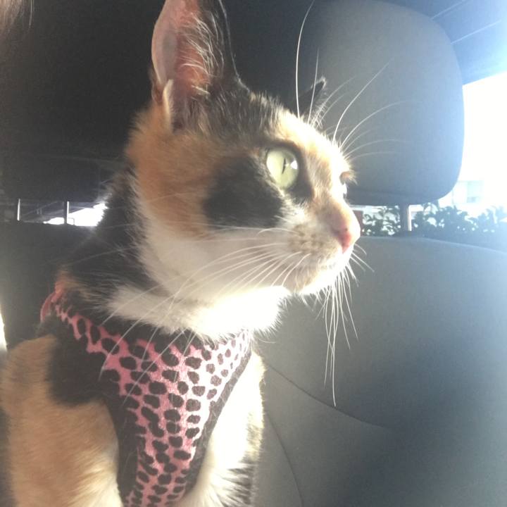 B84ffe2f c534 4b2c a4d4 2e4ed651f86a