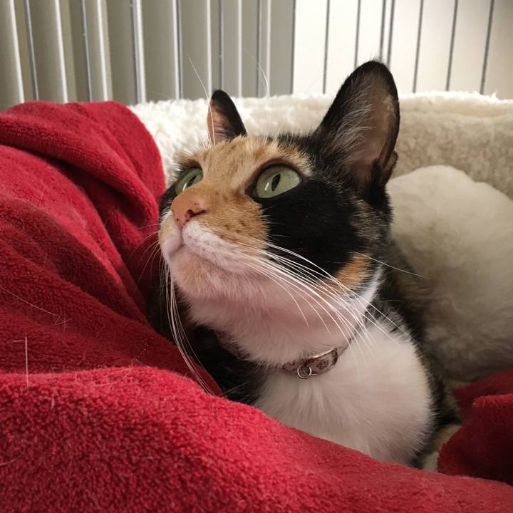 B8624adc 7bfc 43f5 bde7 e18793341005