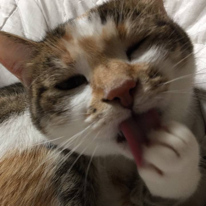 B8626533 72f1 4707 a485 b12eed8a50fc