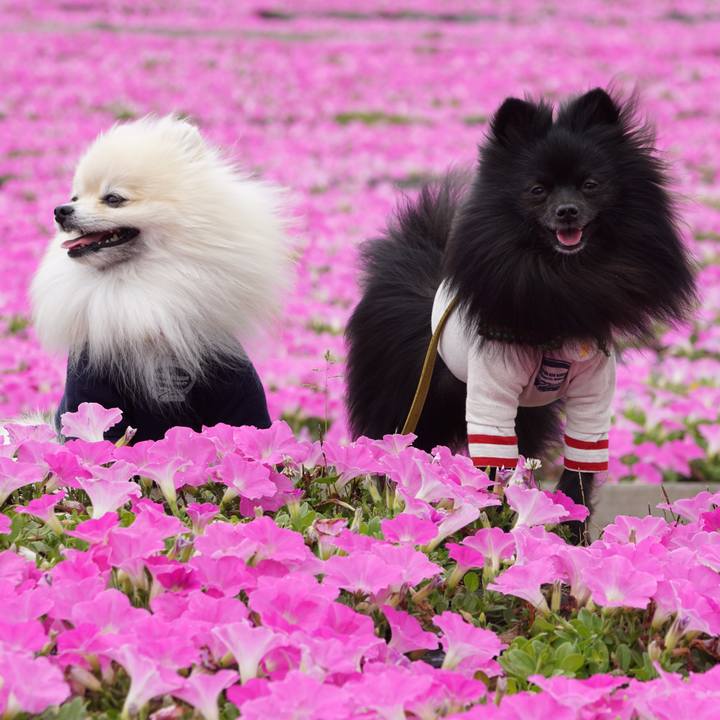 B863ff5a 63f5 46f2 a61f c1fff5d56dd4