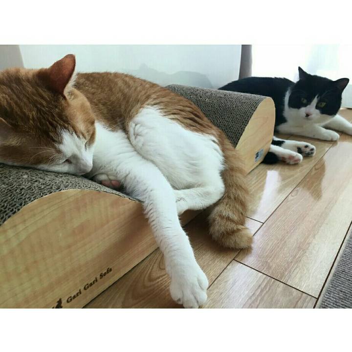 B879a51a 0893 4e8e 966b 1995a86e897c