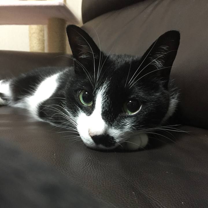 B8a03260 d344 4bbd a3e7 5455017c5488