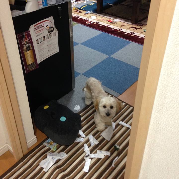 B8a6a517 80a7 4aa9 bee8 da8aac96b475