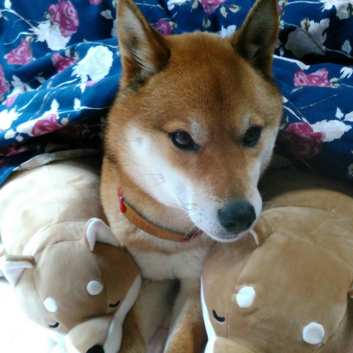 B8ce29ea c0eb 4c8c b649 e6d36c767548