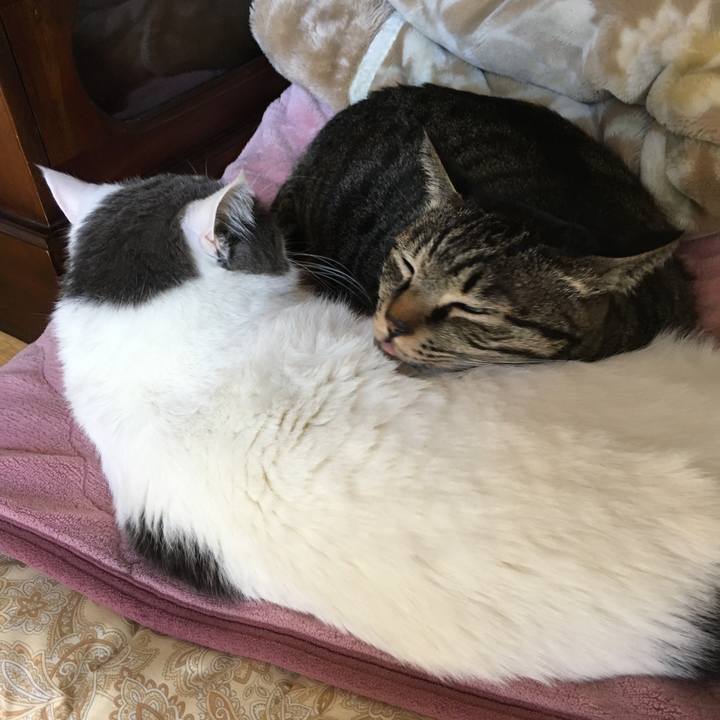 B8ce5b19 4ccc 48f7 bac6 6fd89c63d160